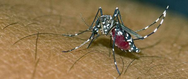 Aedes albopictus, le moustique tigre, est le vecteur principal de la dengue à La Réunion © A. Franck, Cirad
